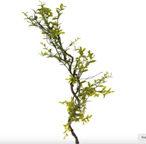 Boxwood Leaf Spray