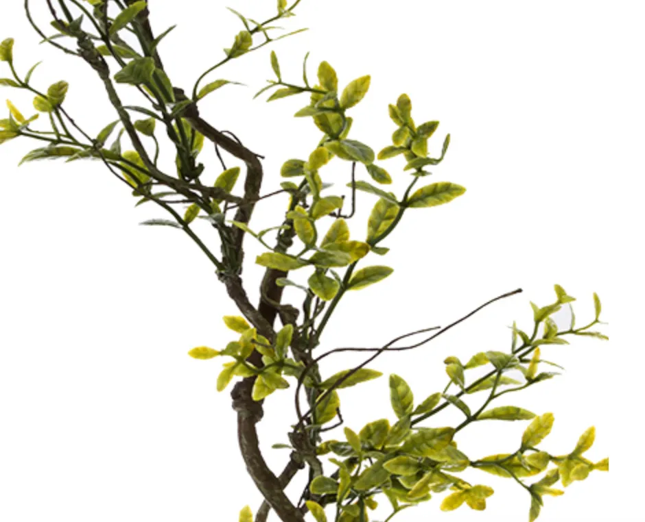 Boxwood Leaf Spray