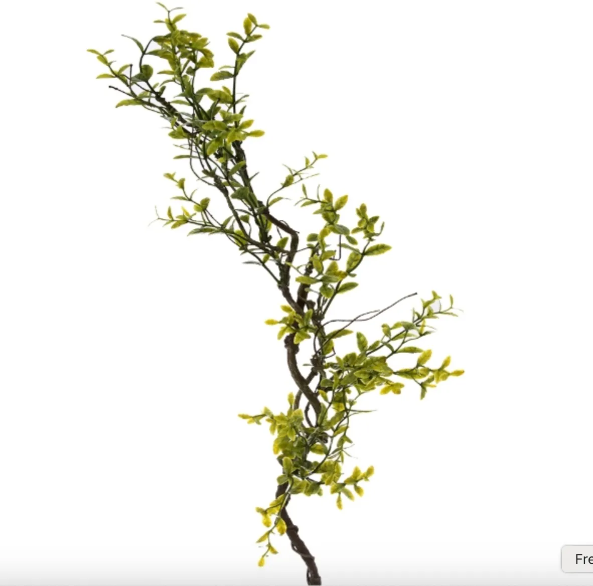 Boxwood Leaf Spray