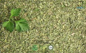 Cilantro Leaf