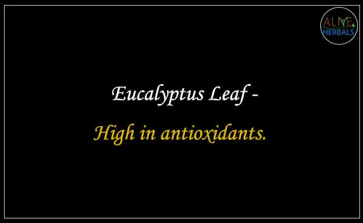 Eucalyptus Leaf