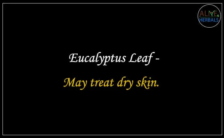 Eucalyptus Leaf