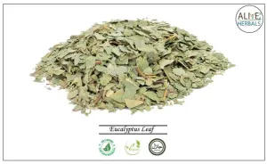 Eucalyptus Leaf