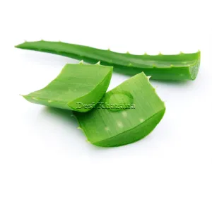 Fresh Aloe Vera Leaf (Large)