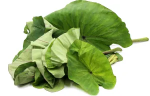 fresh taro leaf