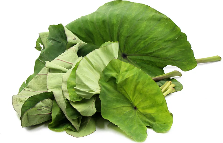 fresh taro leaf