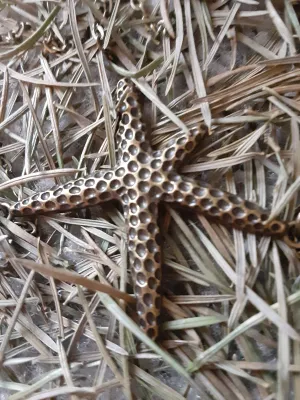 N #123 Bronze Starfish on Tan Skin is a Tantalizing Combination.