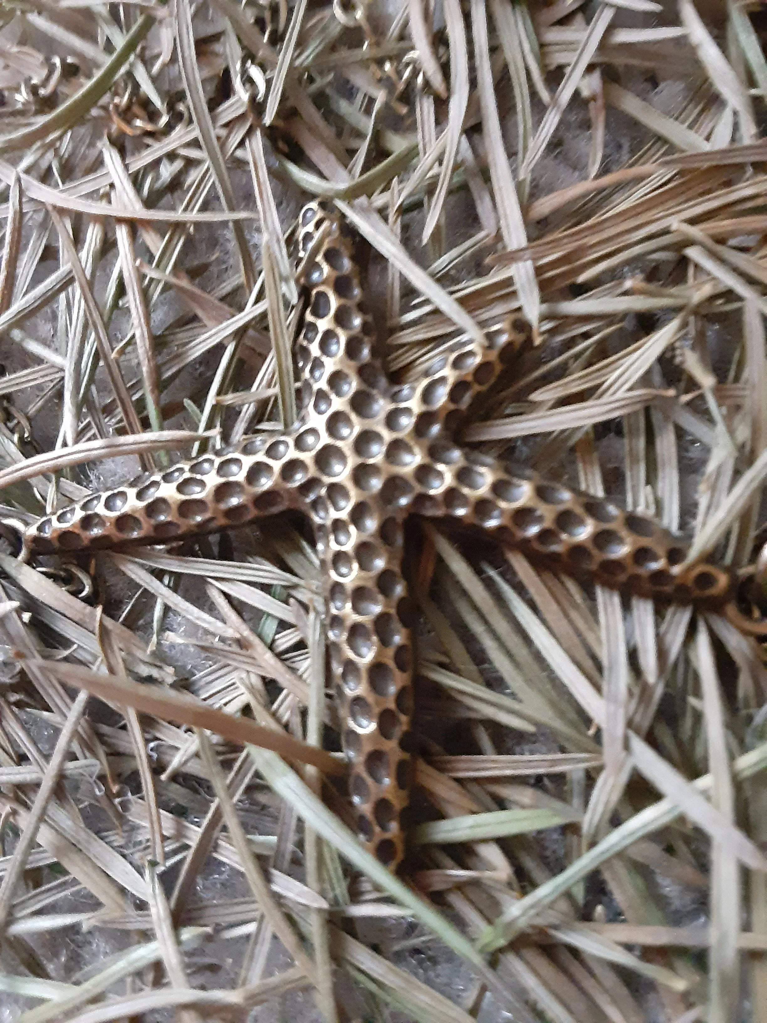 N #123 Bronze Starfish on Tan Skin is a Tantalizing Combination.