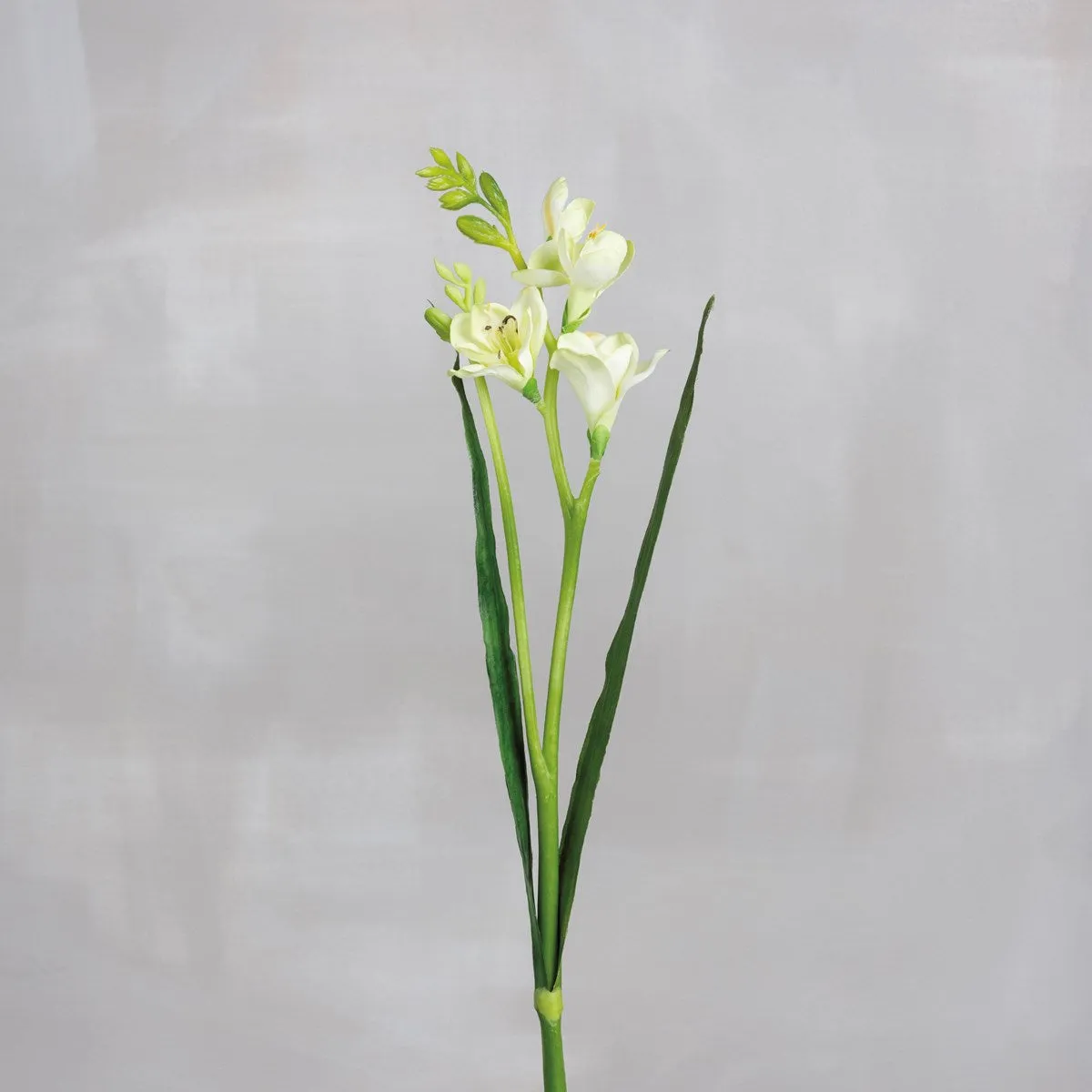 Narcissus Pick