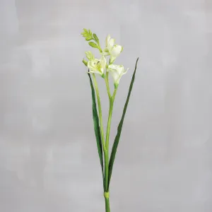 Narcissus Pick