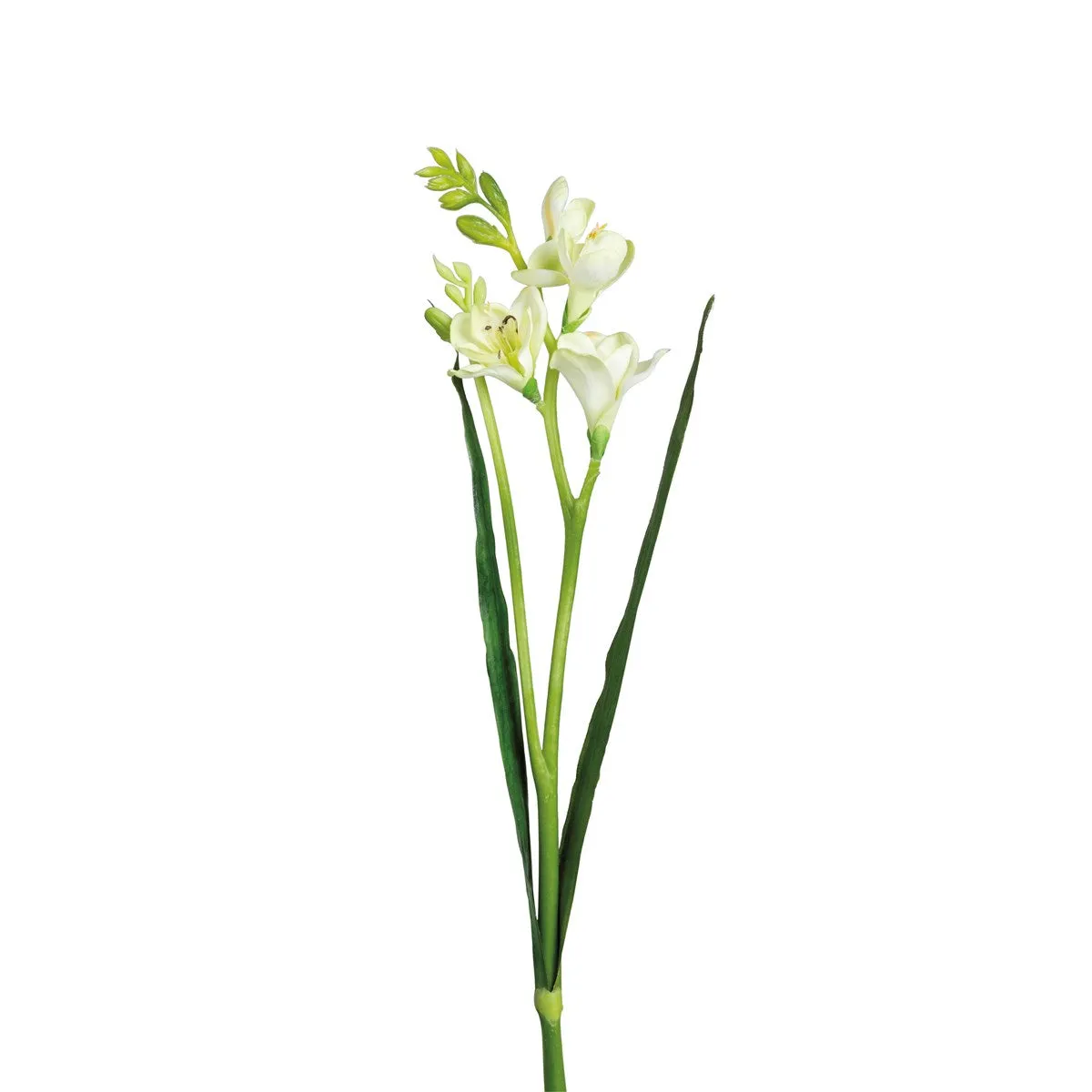 Narcissus Pick