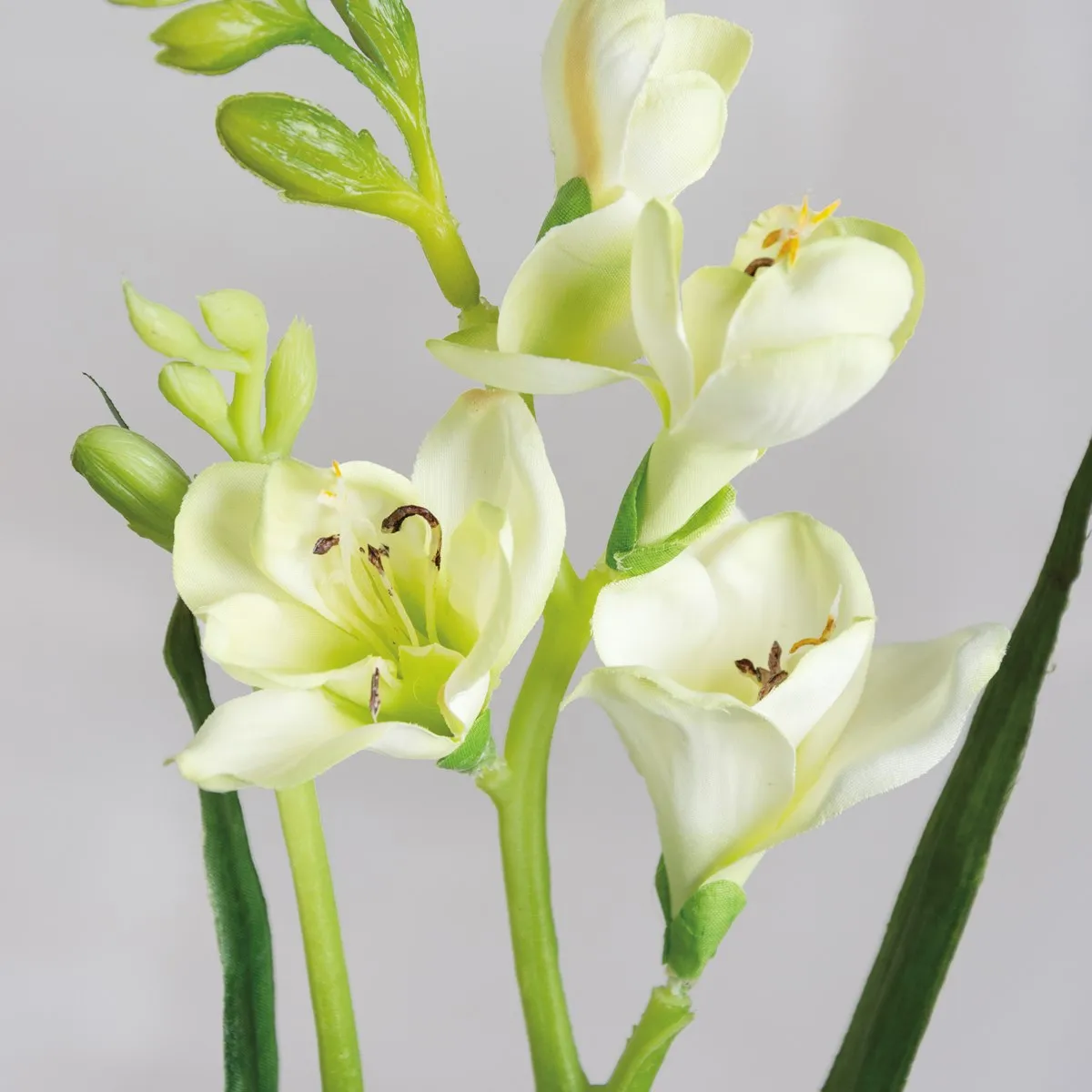 Narcissus Pick