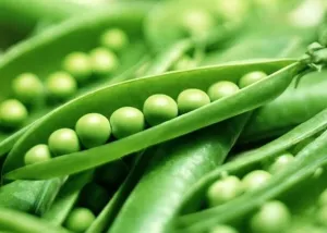 OSC Green Arrow Pea (English Type) Seeds - Packet