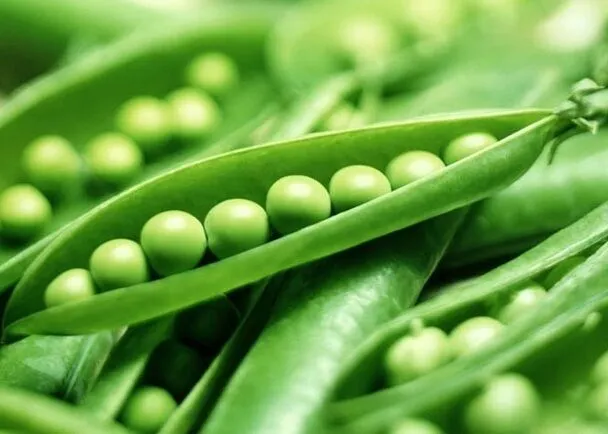 OSC Green Arrow Pea (English Type) Seeds - Packet