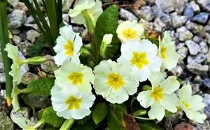 Primrose, 1g